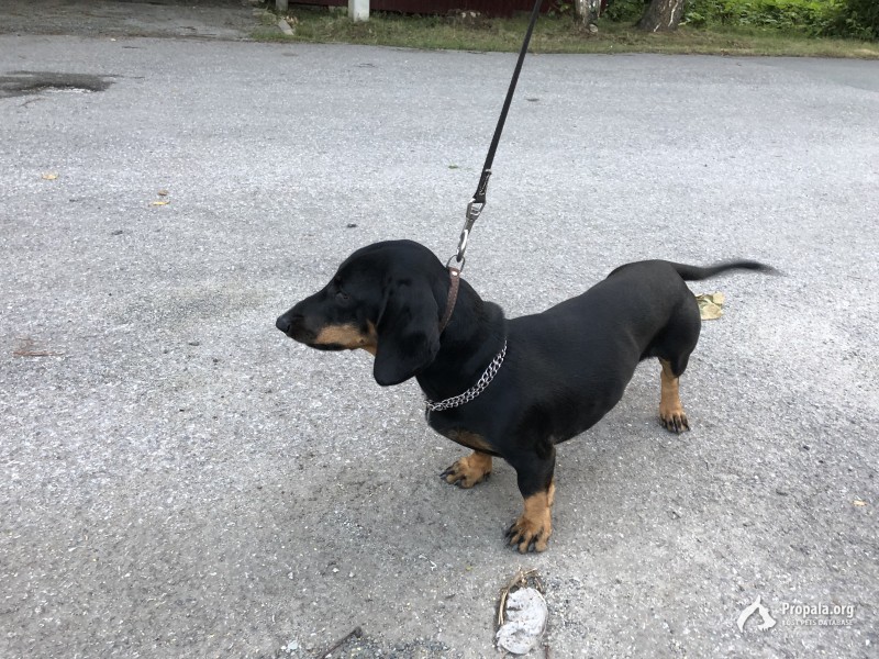 Найден молодой кобель Таксы