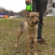 КОРОЛЁВ убежал пёс
