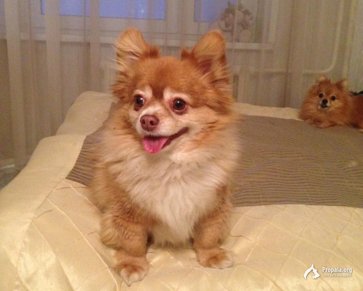 Помесь померанского шпица и чихуахуа фото Помесь померанского шпица и чихуахуа фото