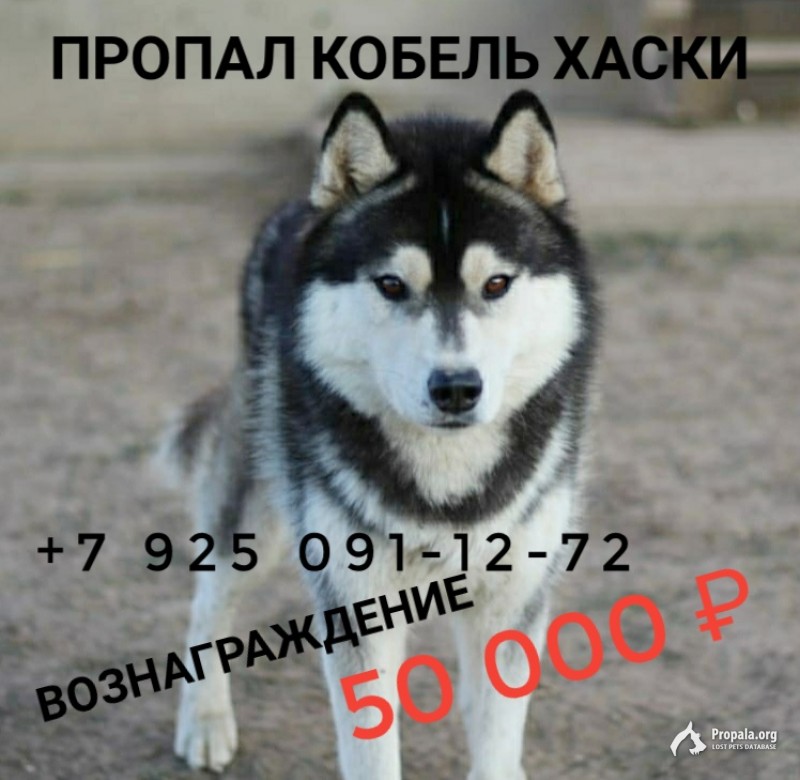 Пропал кобель хаски