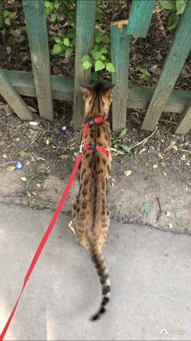 Пропала Бенгальская Кошка!!