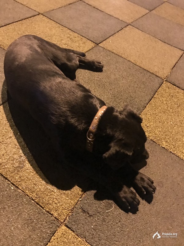 Найдена собака чёрная, Кабель молодой год-полтора,