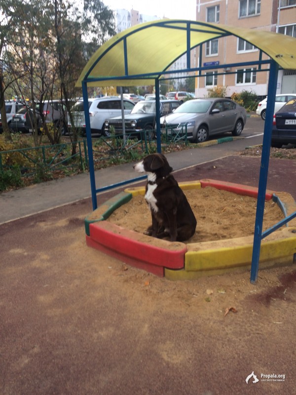 9.10.2019 найдена собака в Ново-Переделкино.