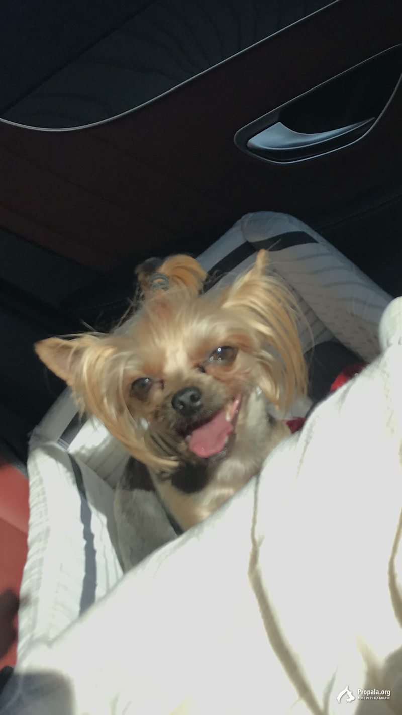 Потерялась собака в Подрезково.