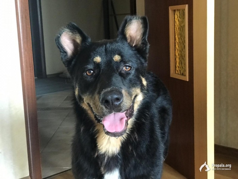 Найдена собака