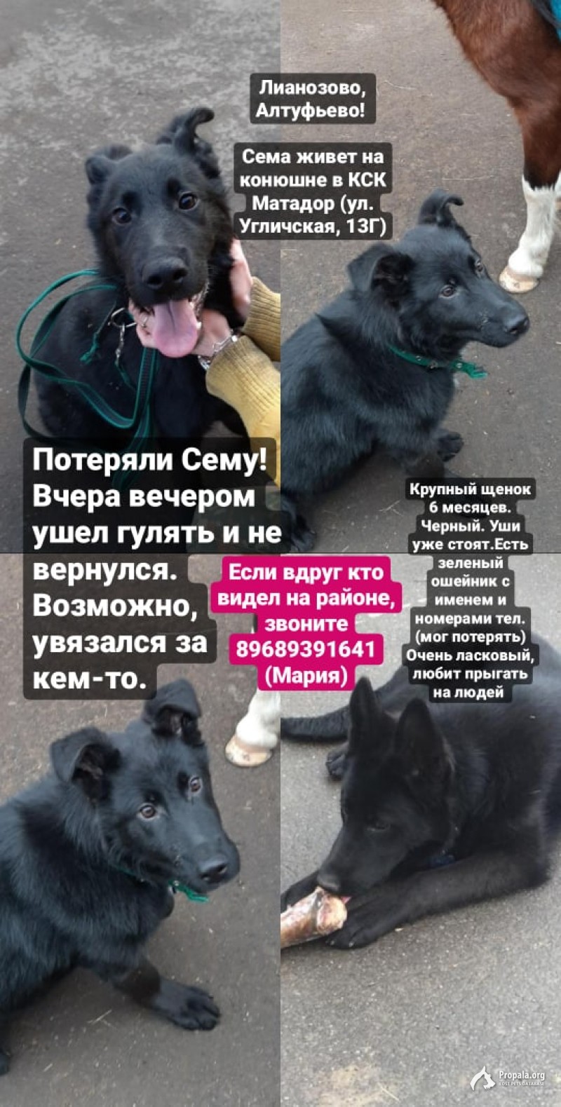 Пропал пёс!