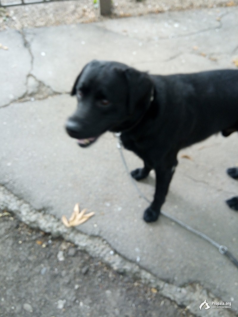 Большой, черный пес