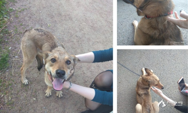 Девочка, красный ошейник