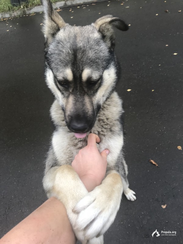 Пропала собака!