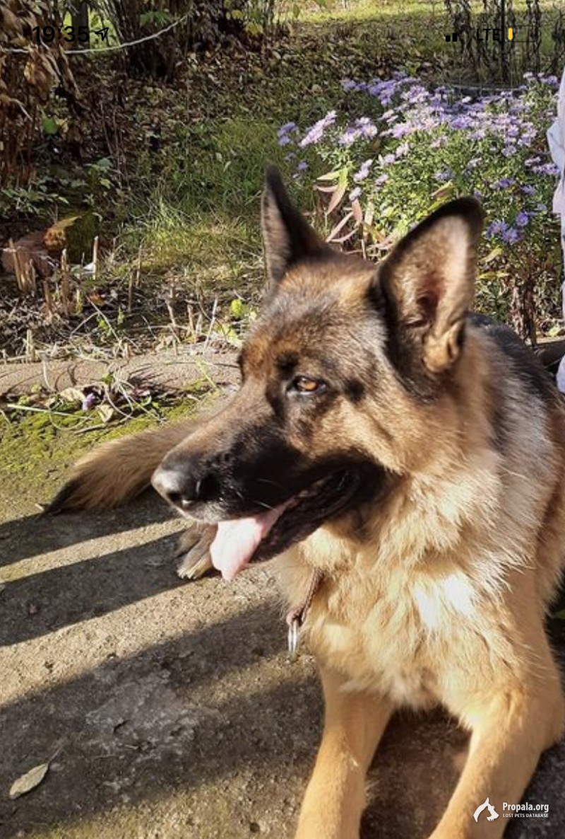 Пропала собака!