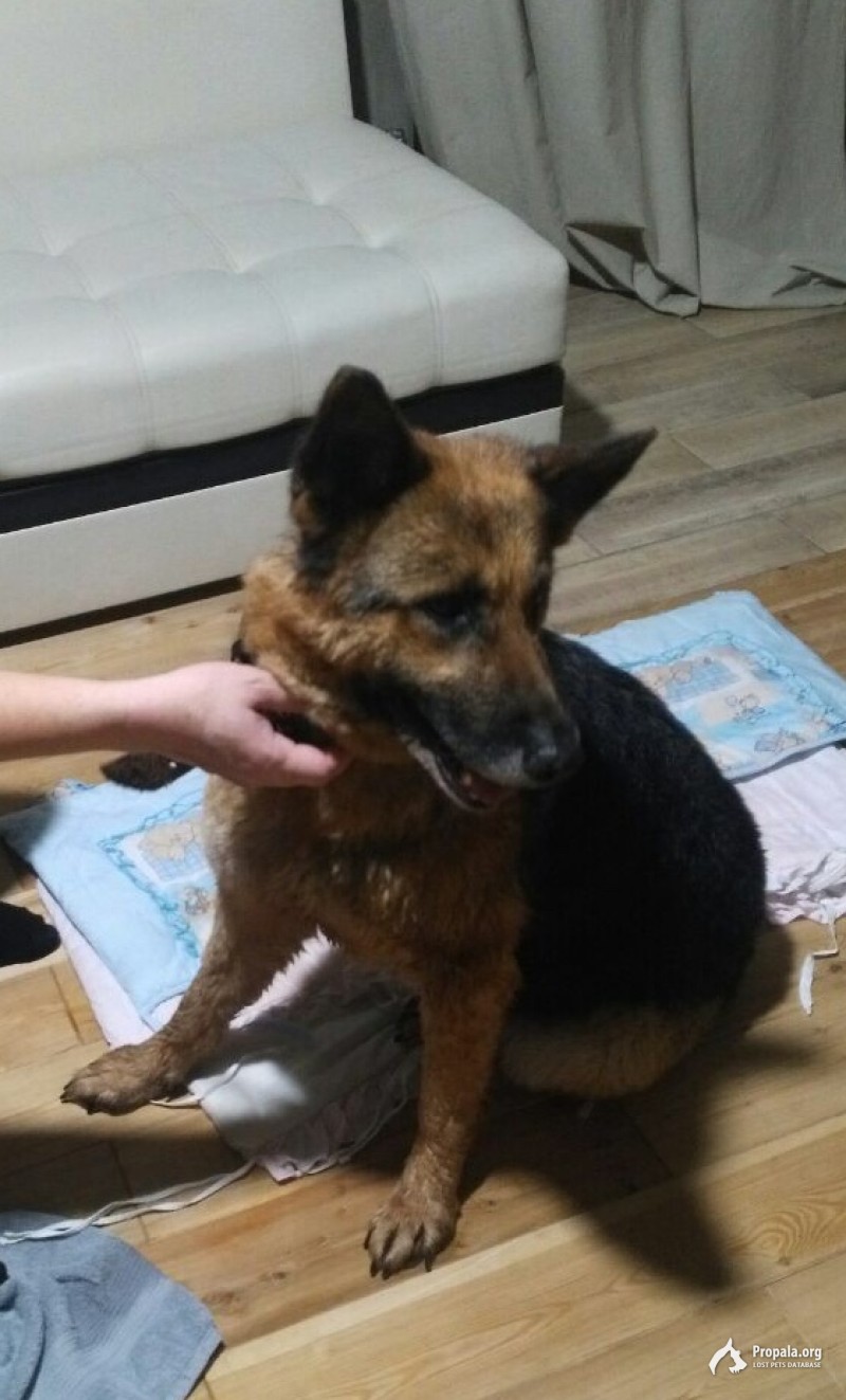 Пропала собака Краснодар Ростовское шоссе