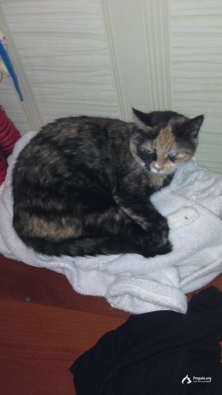 Пропала кошка