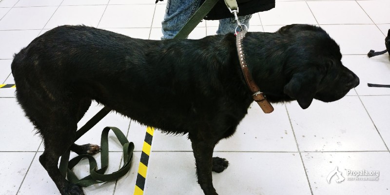 Найдена собака в Калининском районе, СПб