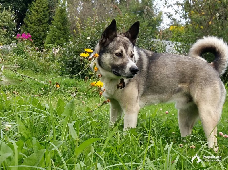 ПРОПАЛА ЛАЙКА в поселке СОФРИНО Пушкинского р-на М.О.