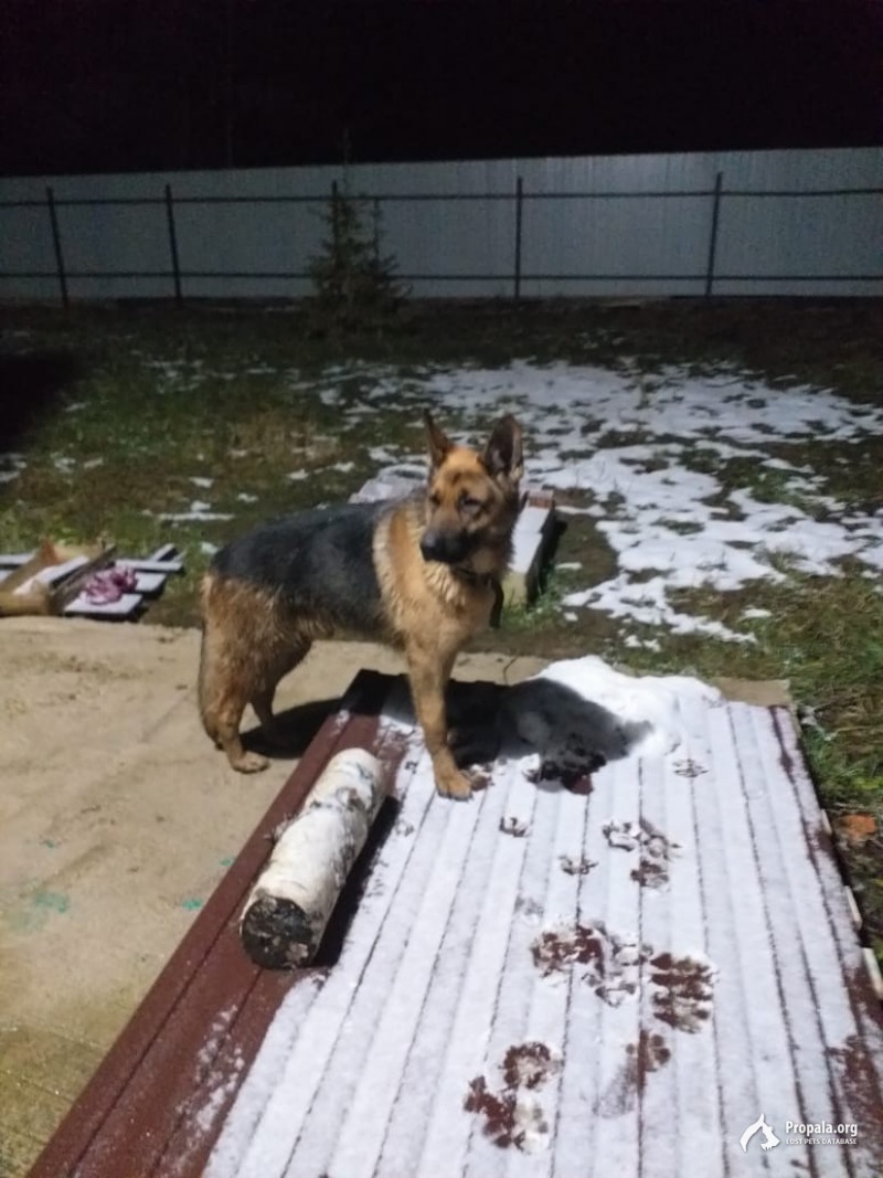 Найдена овчарка, кобель
