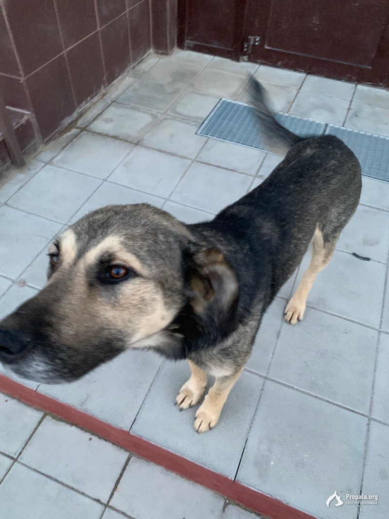 Найдена собака мальчик