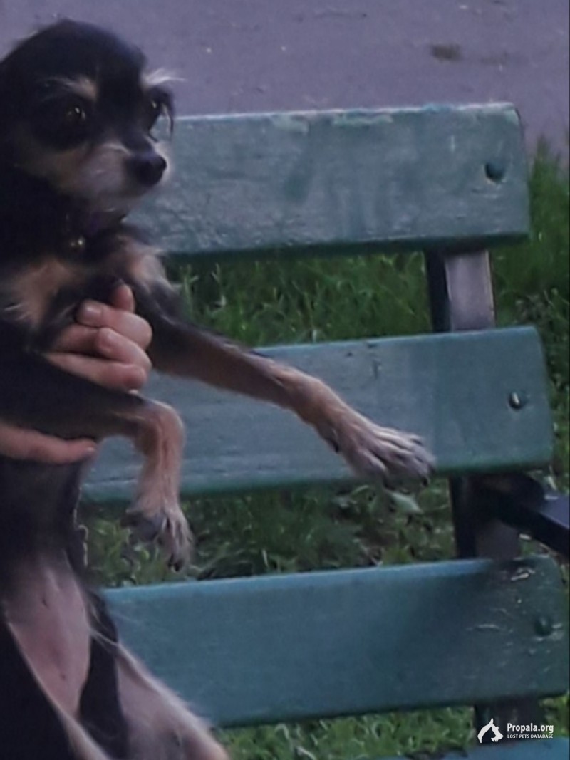 Московский дракон