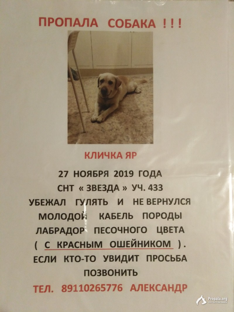Помогите пожалуйста найти собаку.