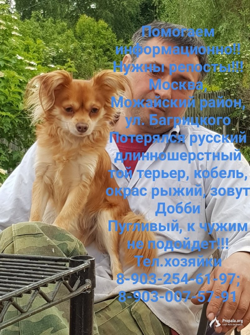 Помогите найти собаку!!!
