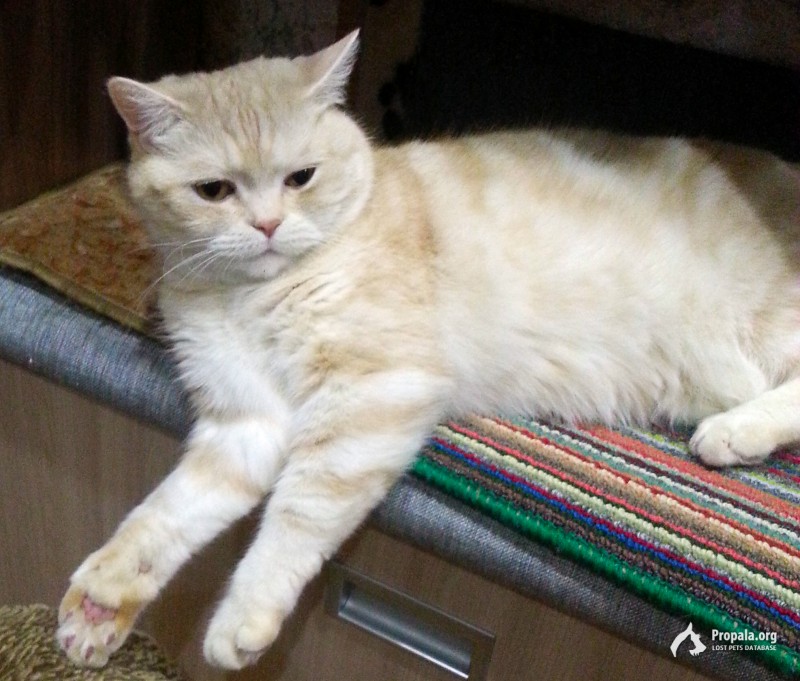 Пропал кот Фёдор