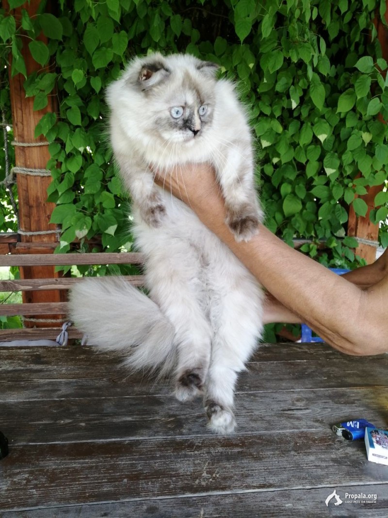 Найдена кошка