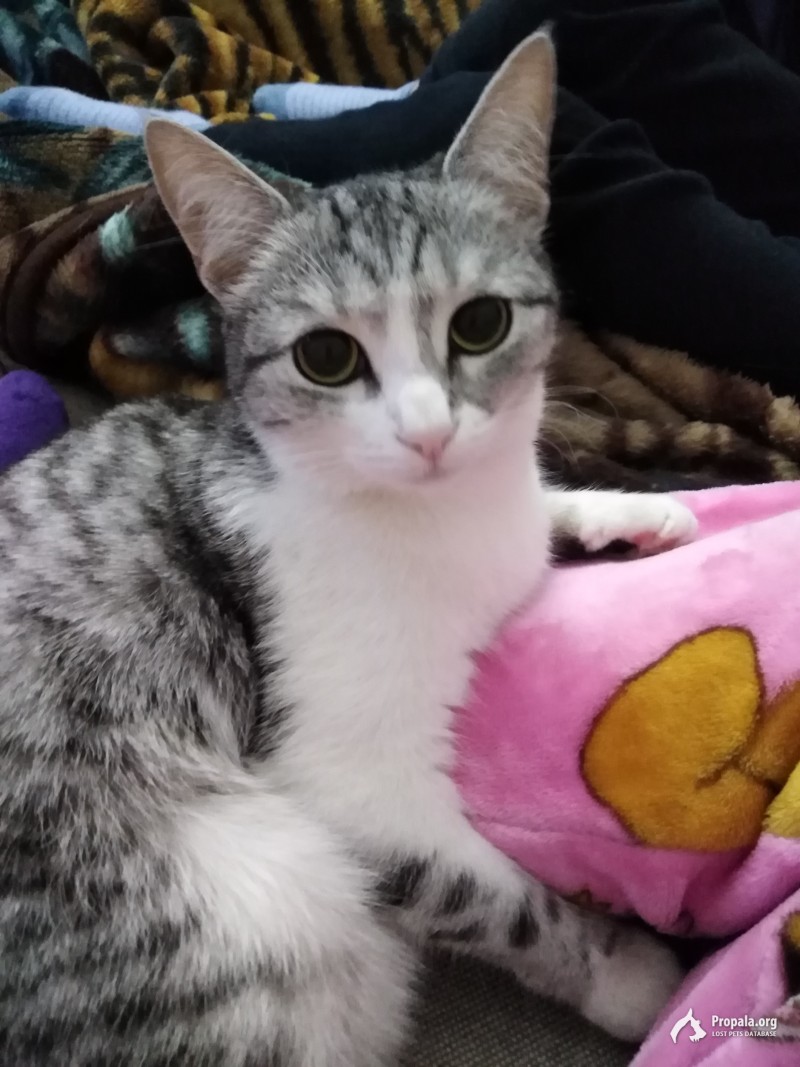 Пропала кошка