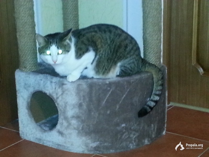 Пропал кот.Вознагр.50т.р.