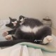 Помогите пропала Любимая кошка