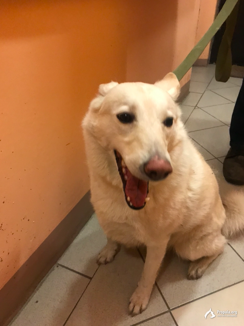 Москва. Покровское-Стрешнево. Найдена сука