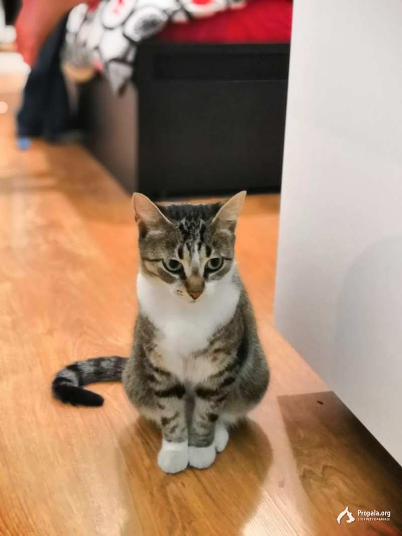 Нашли кошку у метро Московская