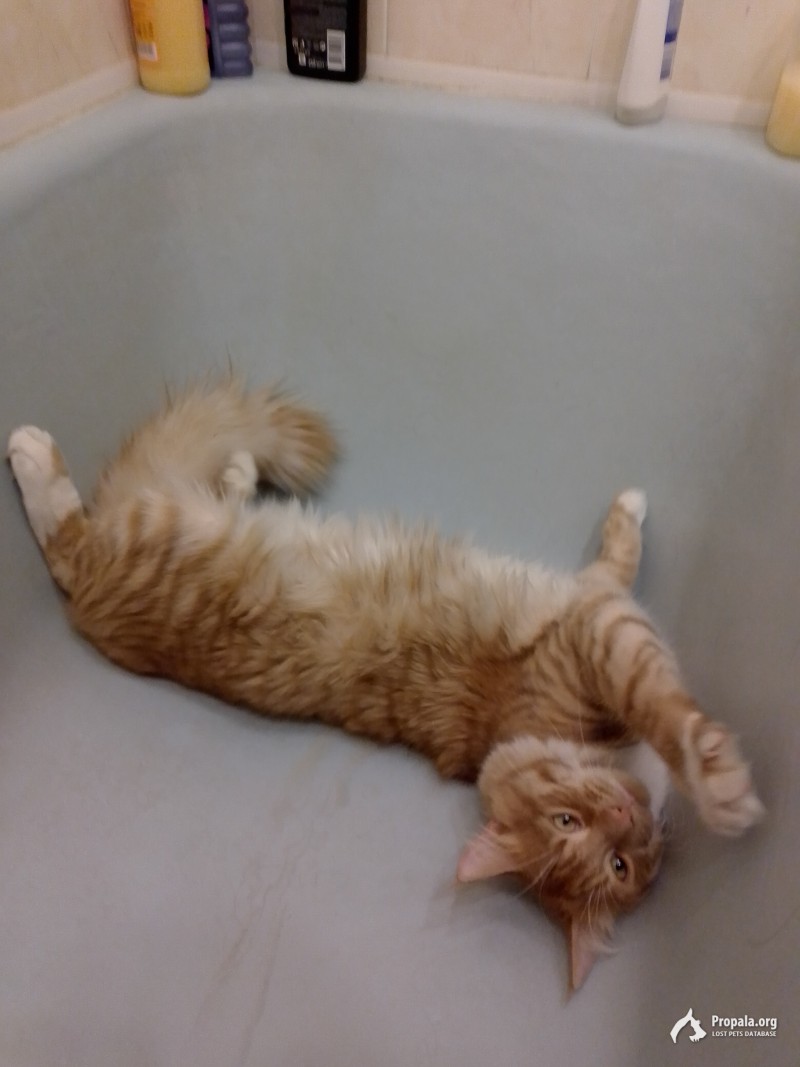 Пропал больше рыже-белый кот