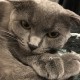 Пропал кот