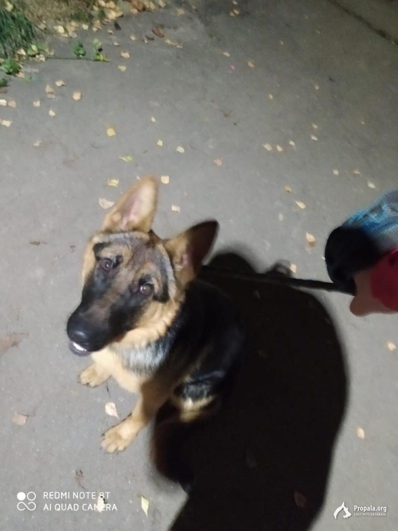 Пропала собака