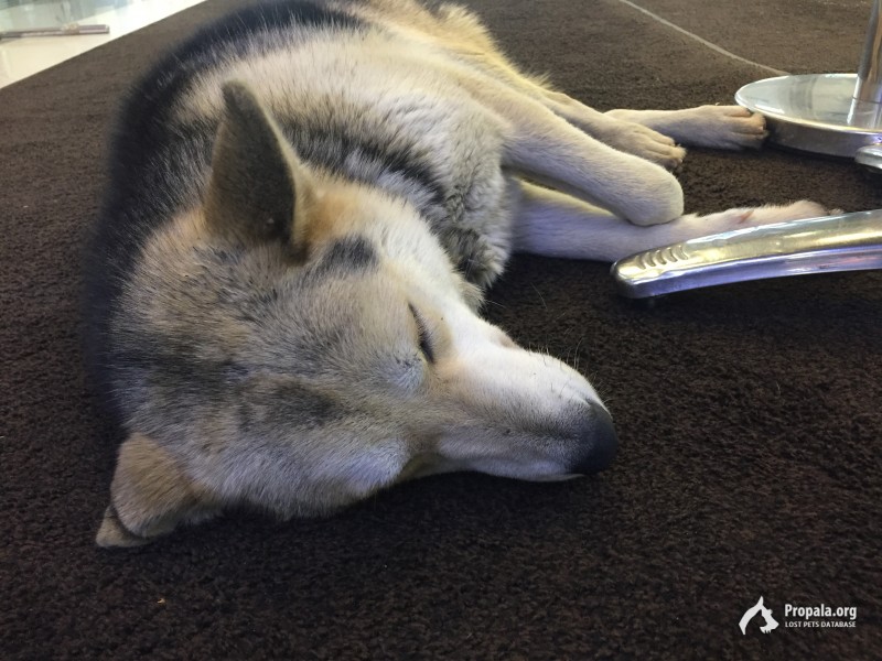 Нашлась собака хаски самец