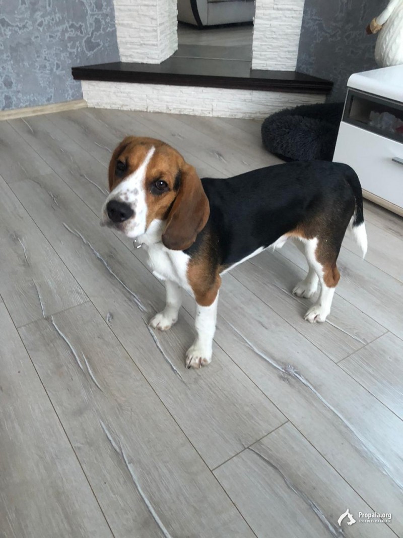 Пропал бигль трехцветный 07.02.2020