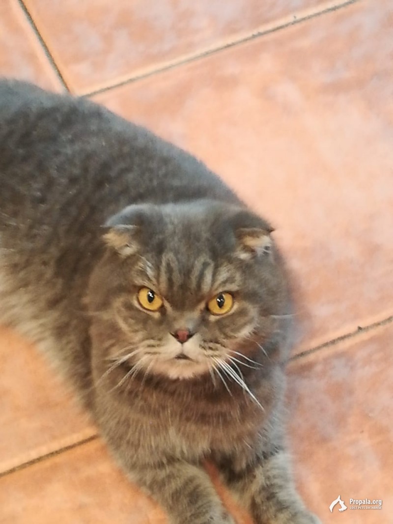 Найден кот в Измайлово, шотландец