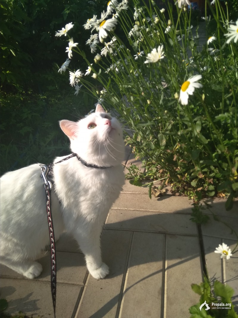 Белый кот боня 2012 23 июня Shtampik.com