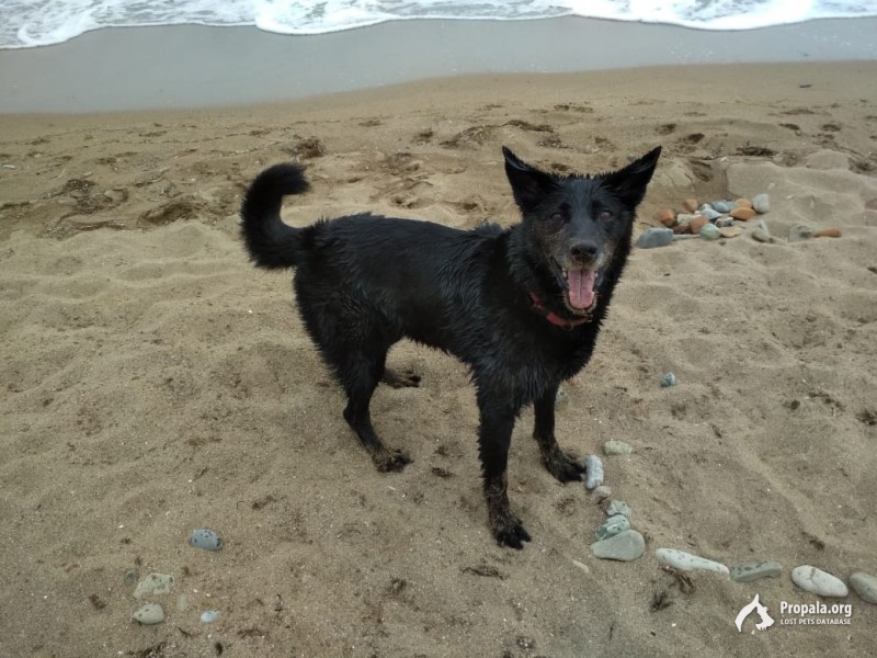 Пропала собака, д. Сумино, Московская область