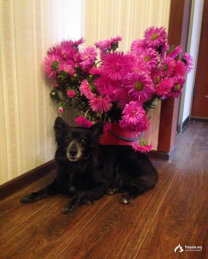 Потерялась чёрная собака