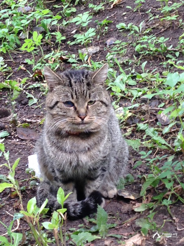 Кот домашний в бежевом ошейнике 