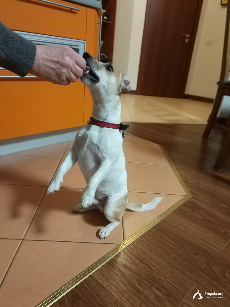 Розыск собачки кобель порода Джек Расеел Терьер