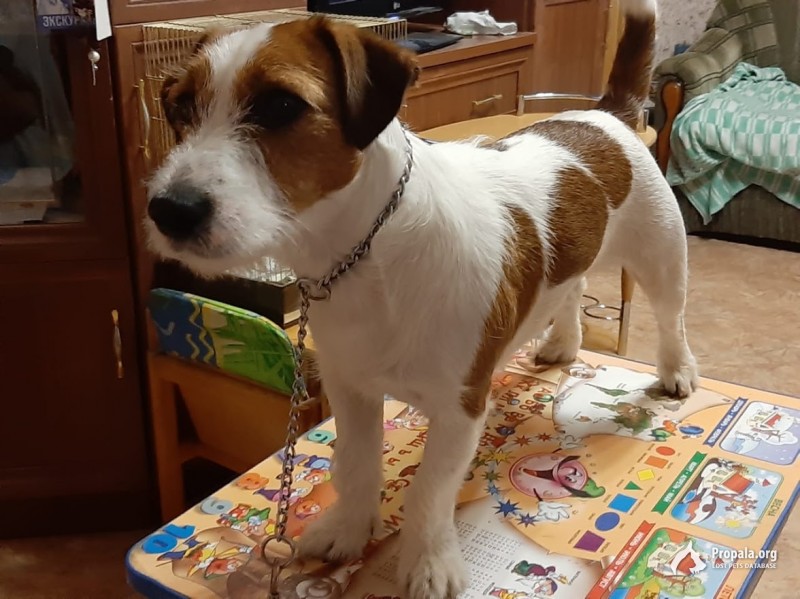 Пропала собака