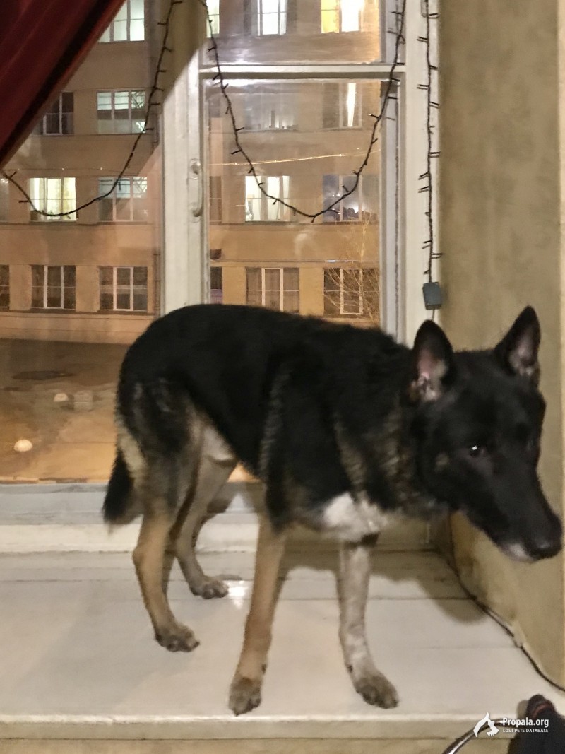 ПРОПАЛА СОБАКА