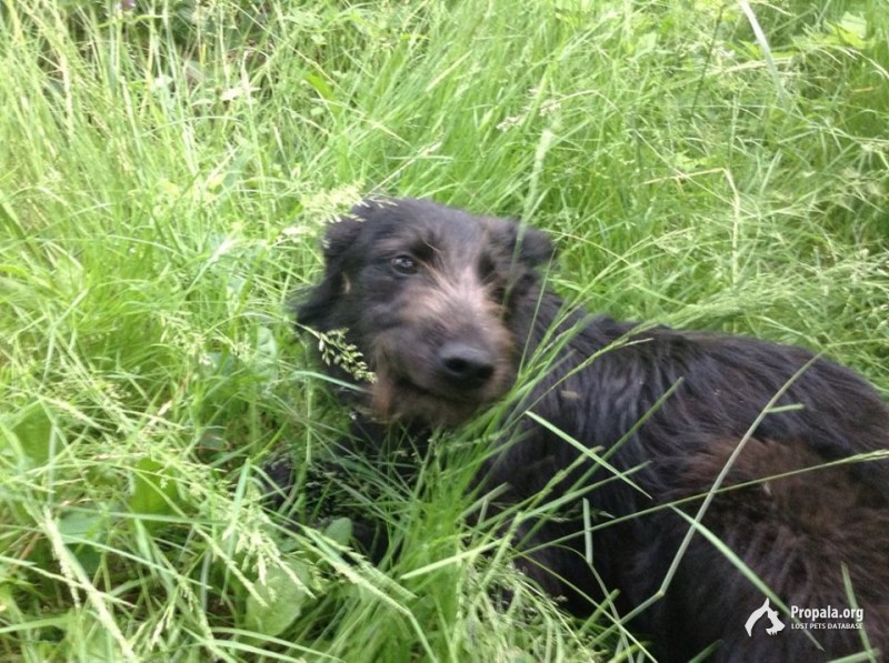 Пропали метисы миттельшнауцера