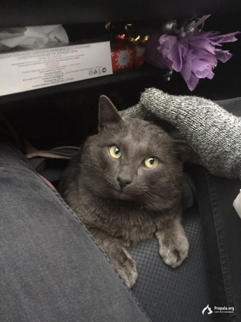 Найден кот Британец вблизи дер. Чулково