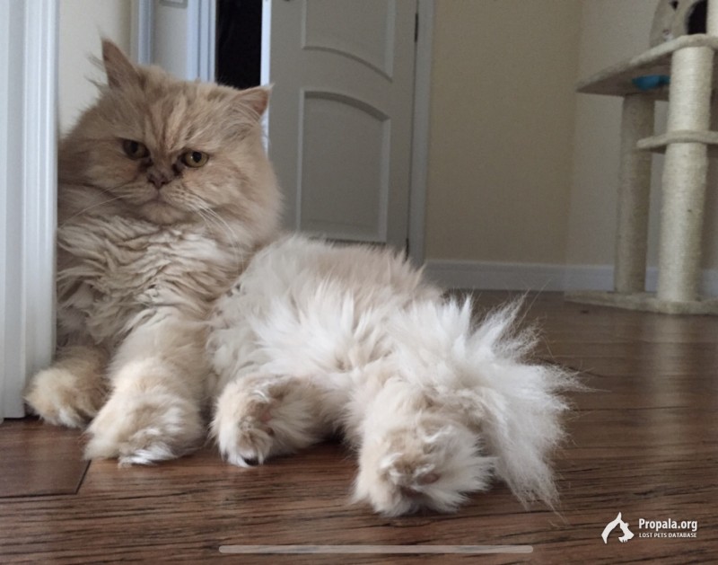Пропал рыжий кот (перс)