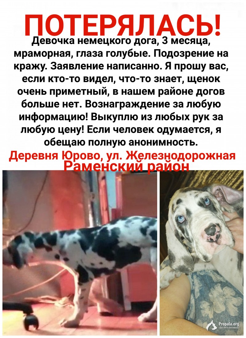 Пропал щенок немцокого дога.