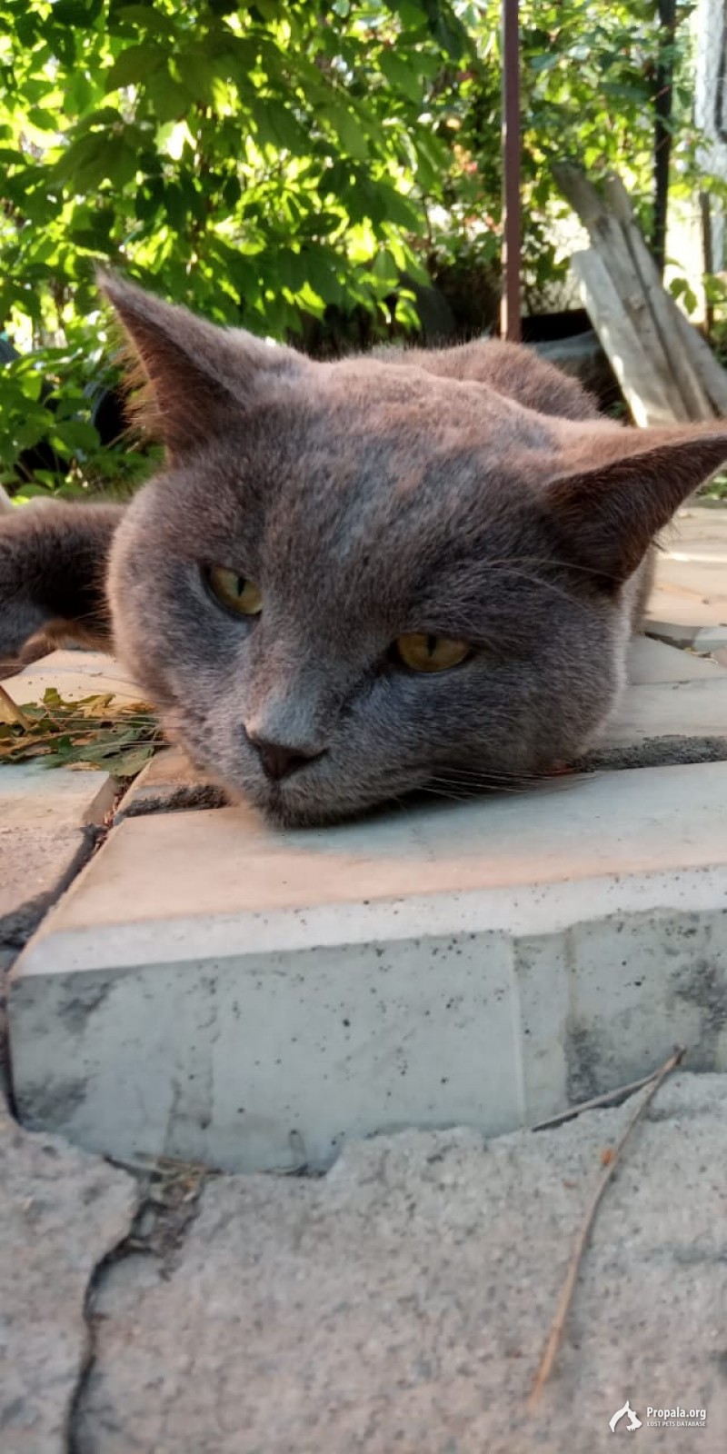 Найден котик серого цвета