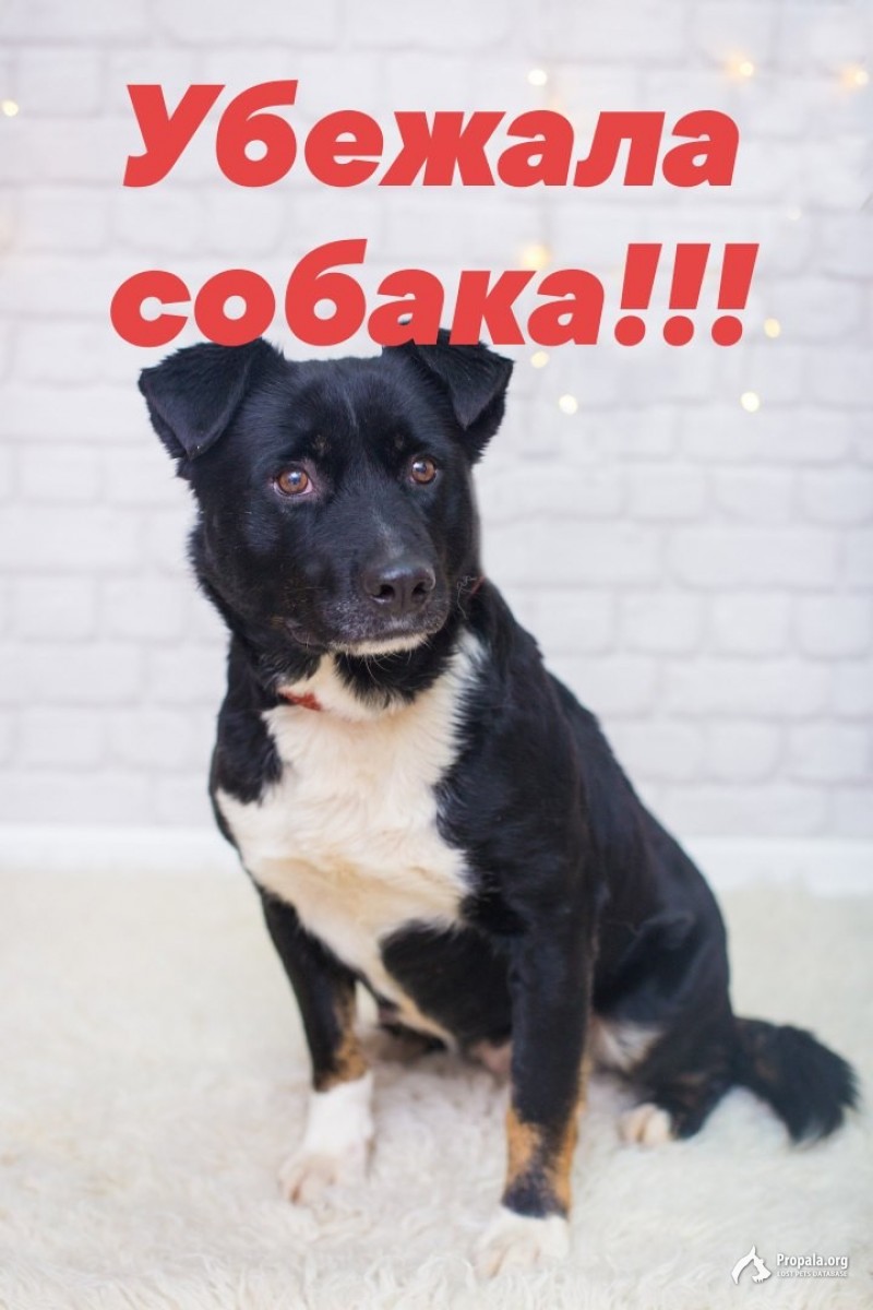 Убежала собака!