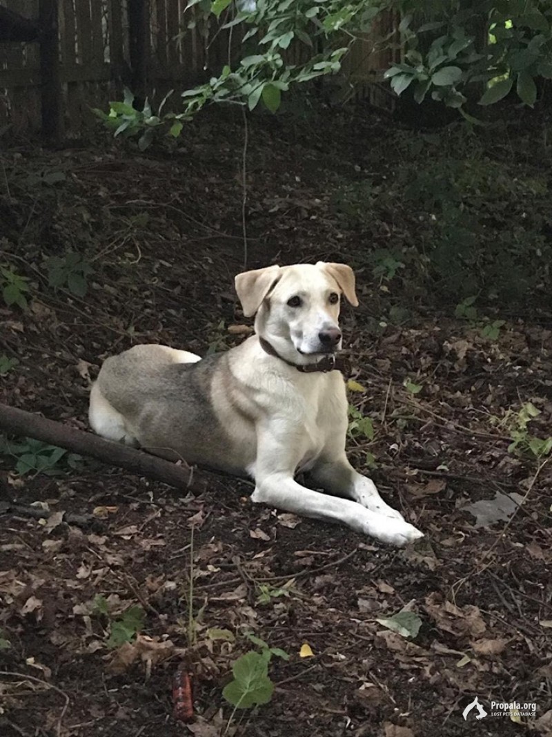 25.08 гончая метис го Домодедово